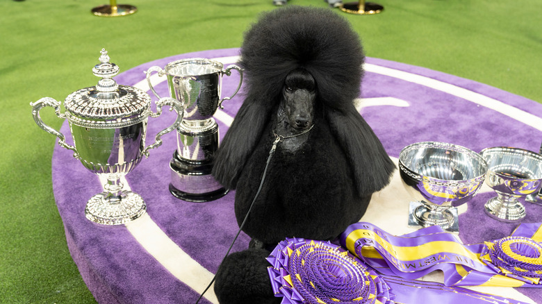 Westminster Dog Show Championships