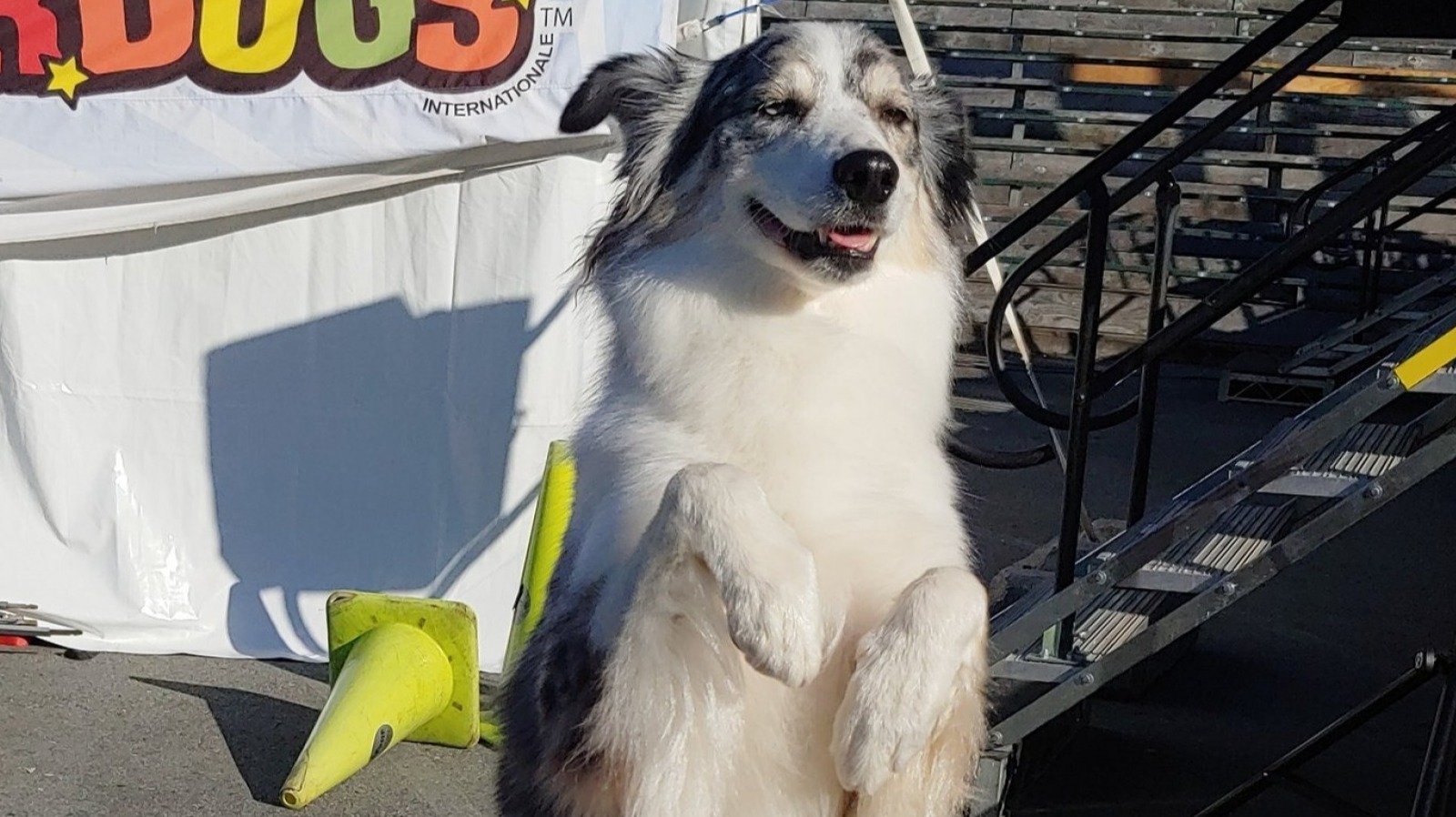 Video Of Dog Winning Pro Wrestling Match Goes Viral