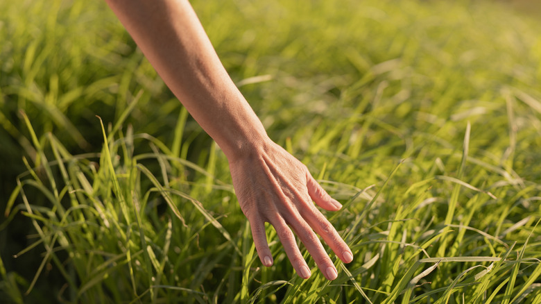A hand touching grass in the sunlight