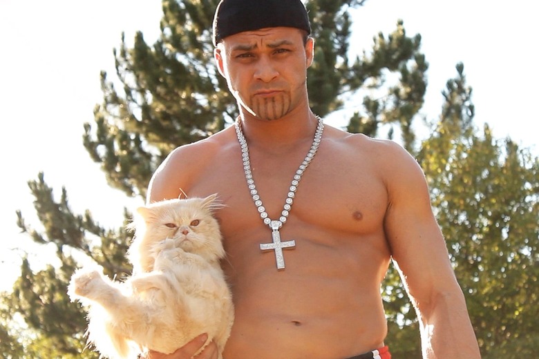 teddy hart cat